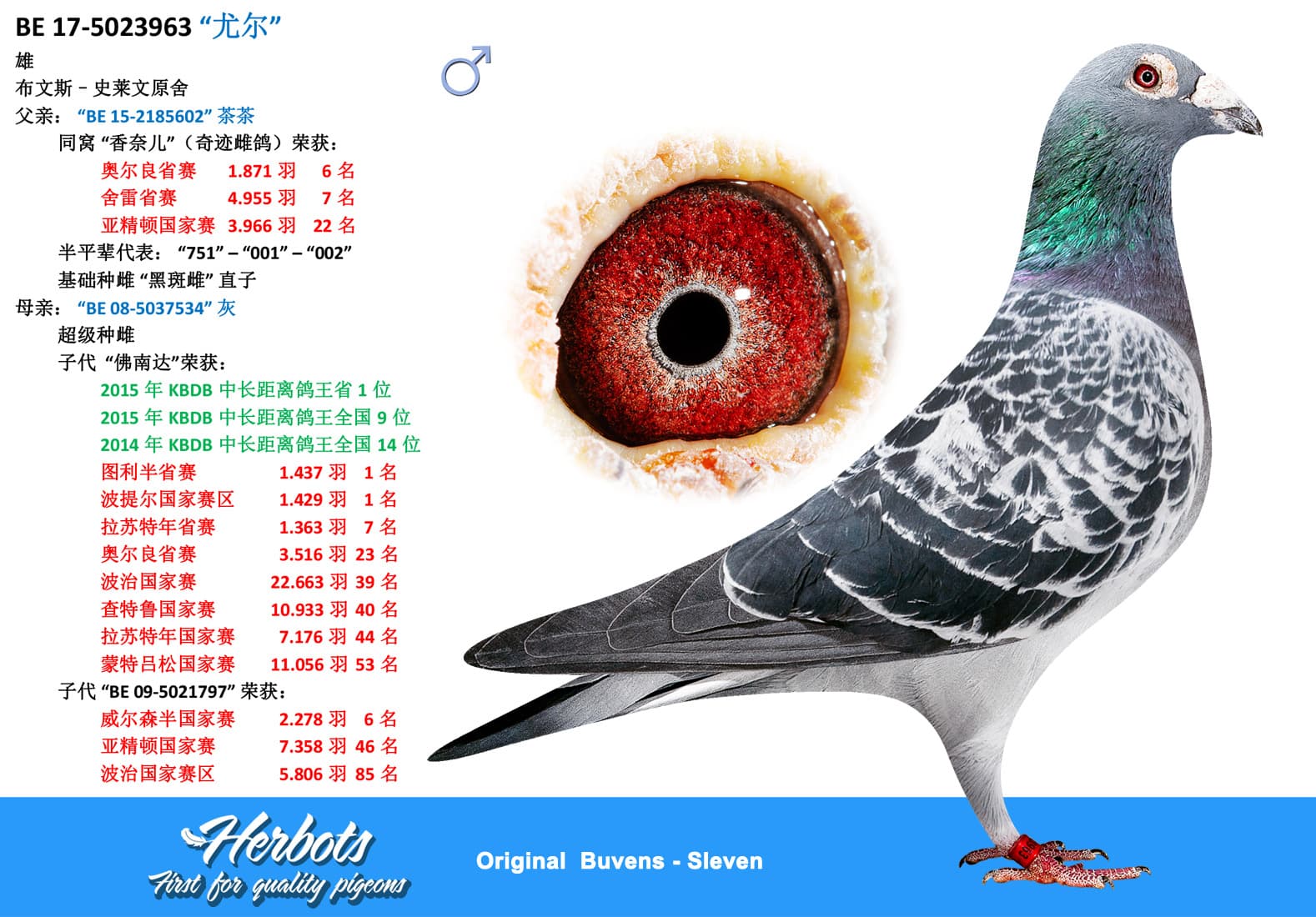 pigeon: undefined