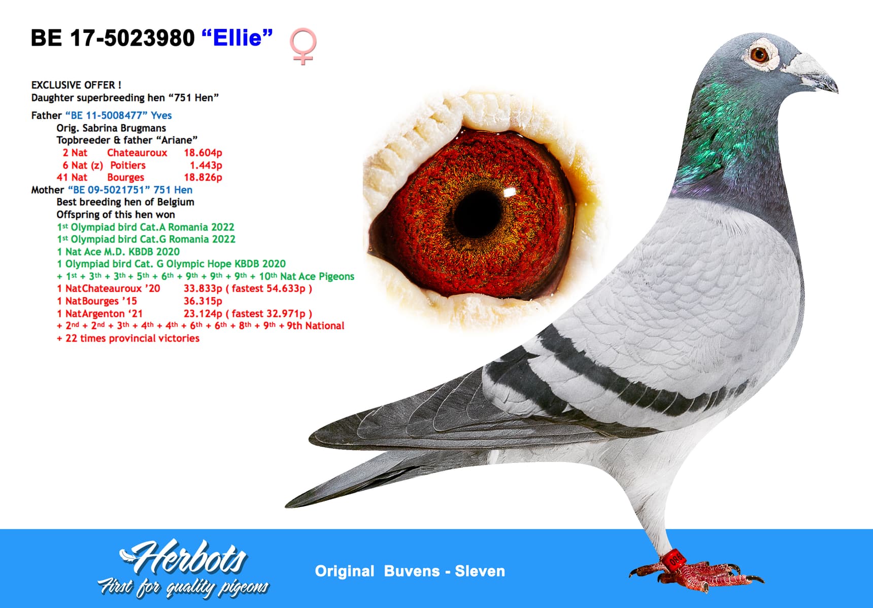 pigeon: undefined