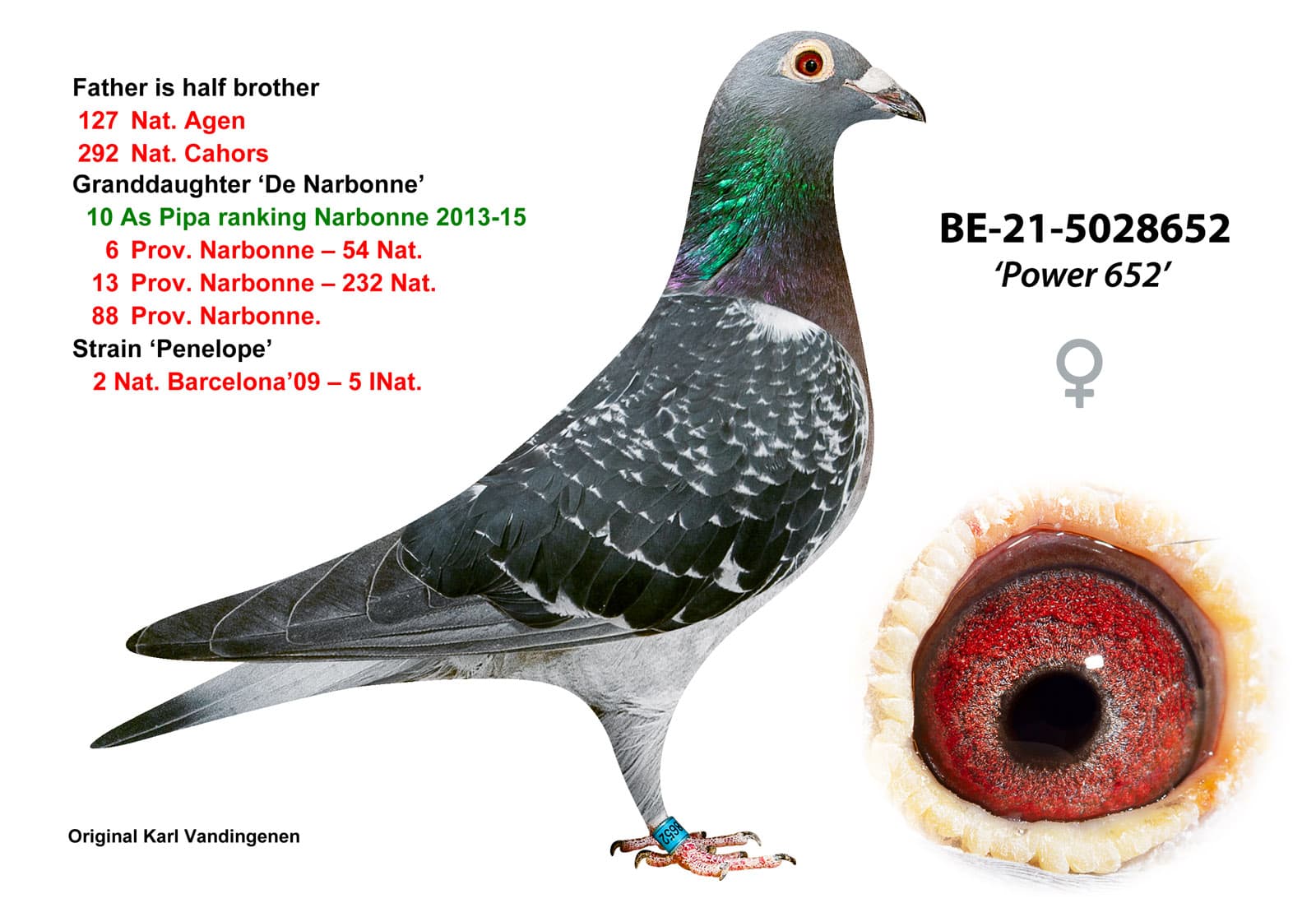 pigeon: Power 652