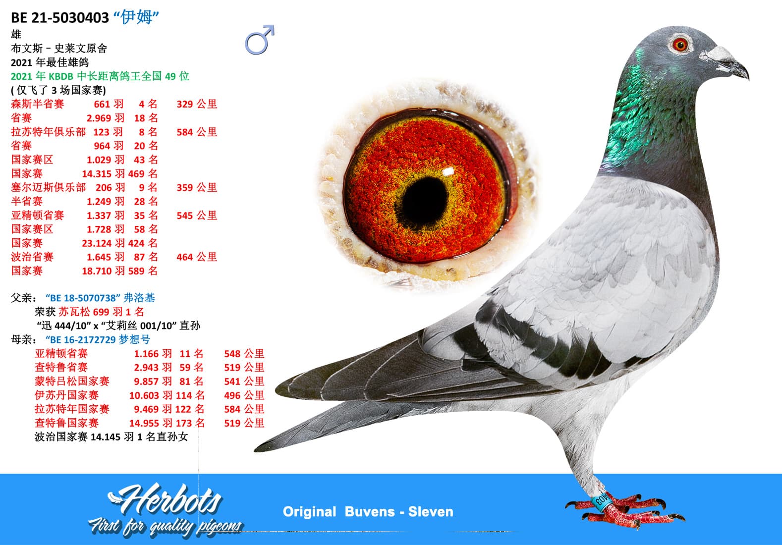 pigeon: undefined