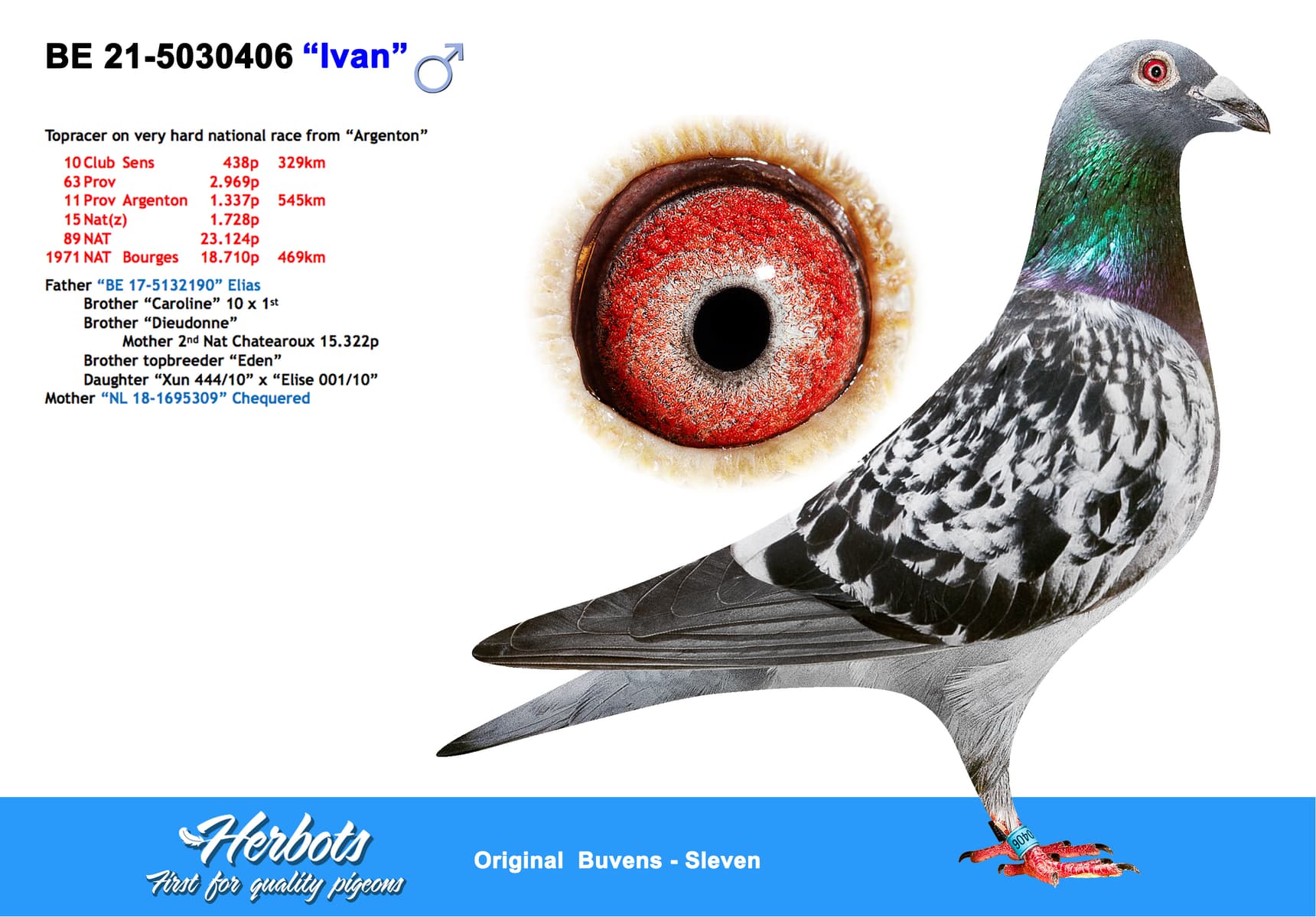 pigeon: undefined