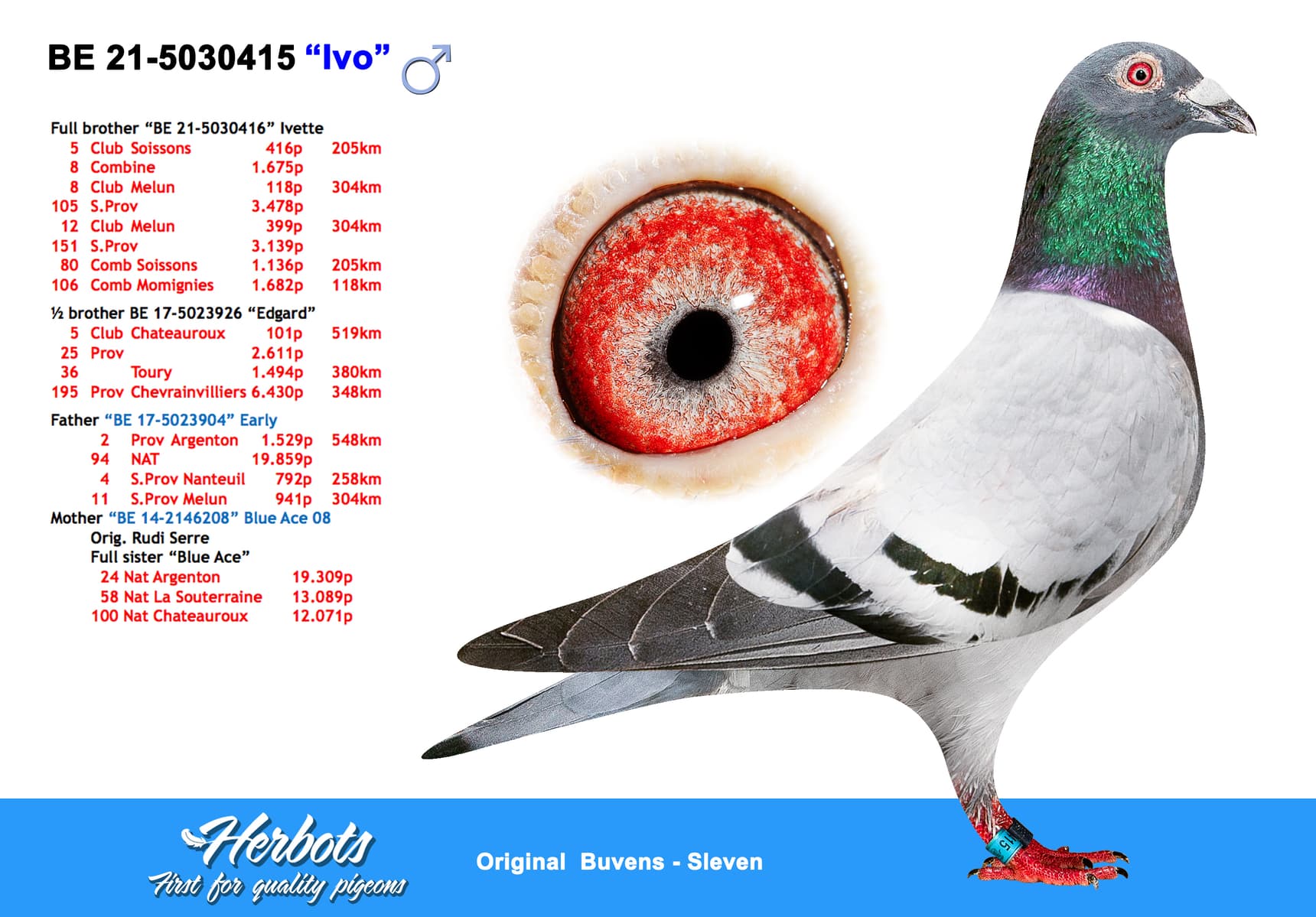 pigeon: undefined