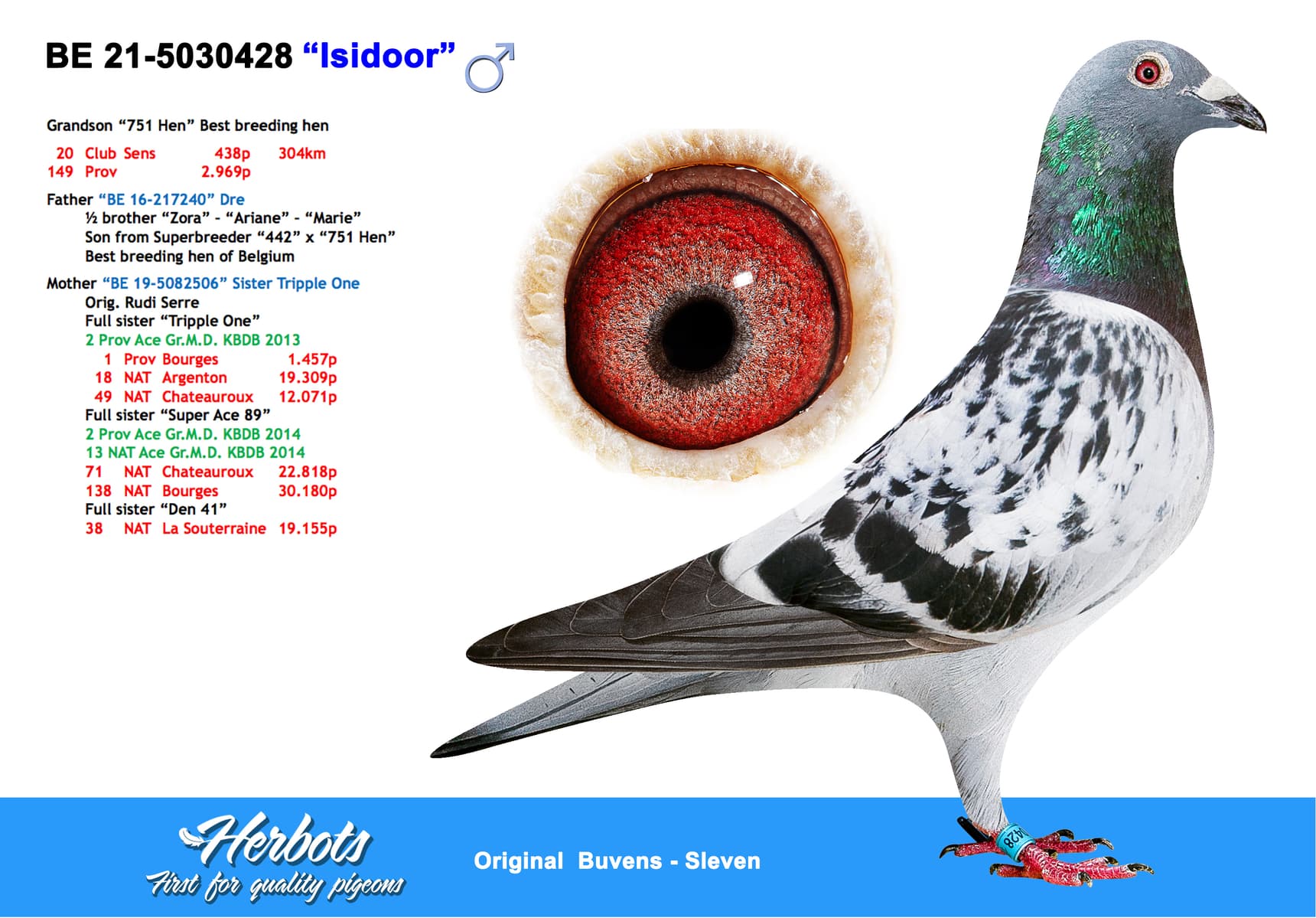 pigeon: undefined
