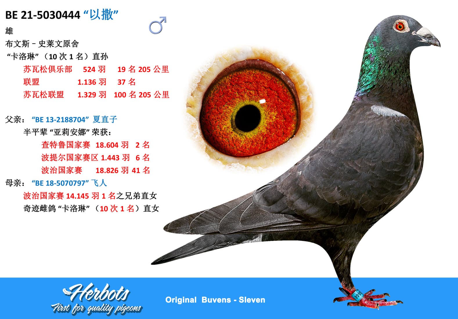 pigeon: undefined