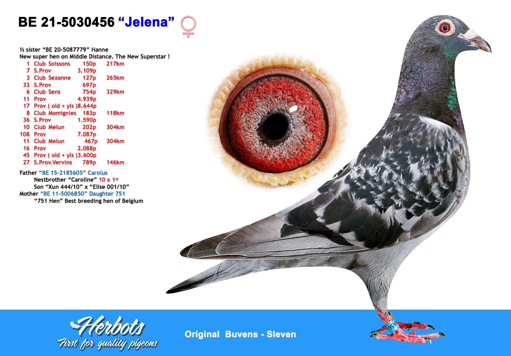 pigeon: undefined