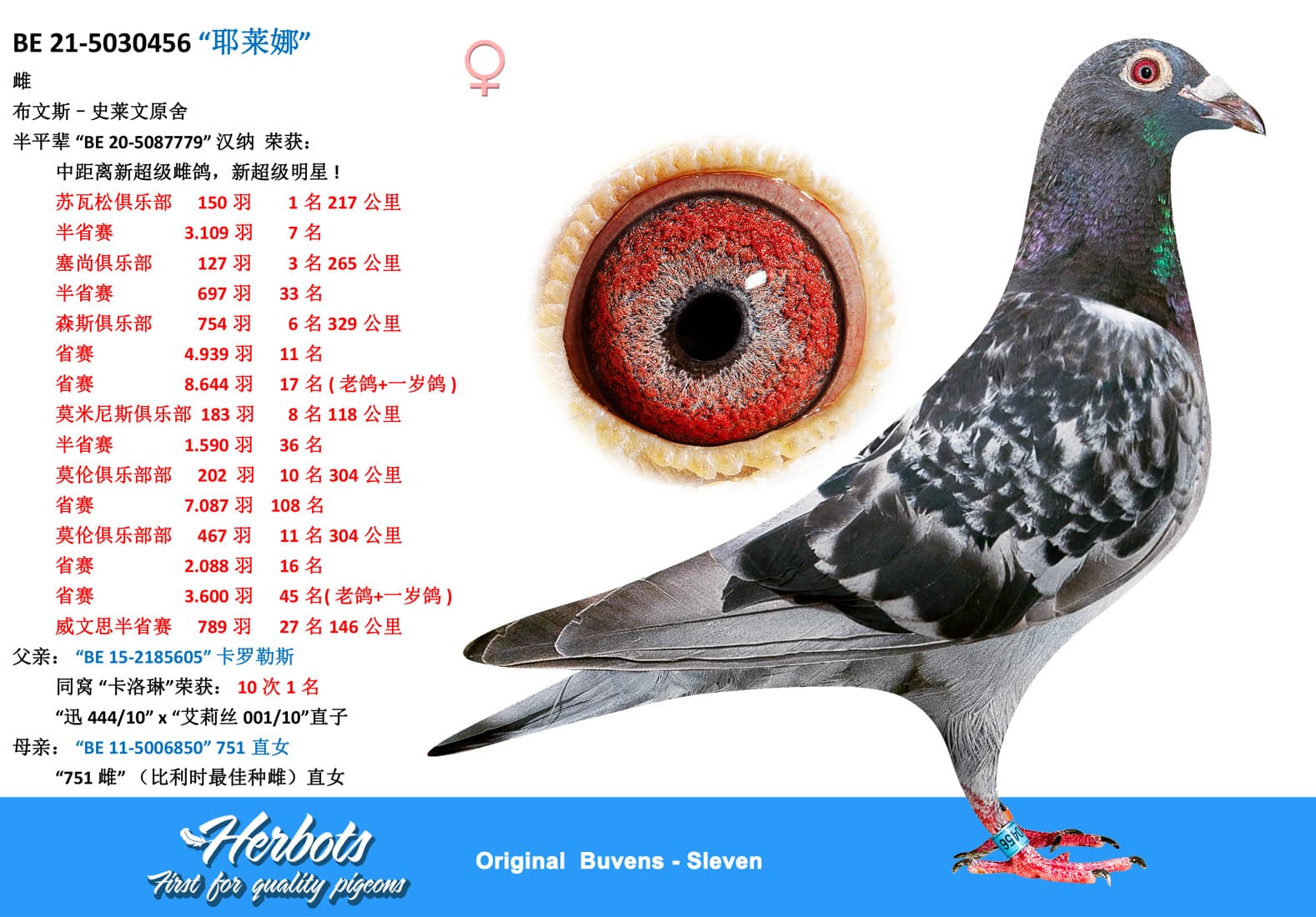 pigeon: undefined