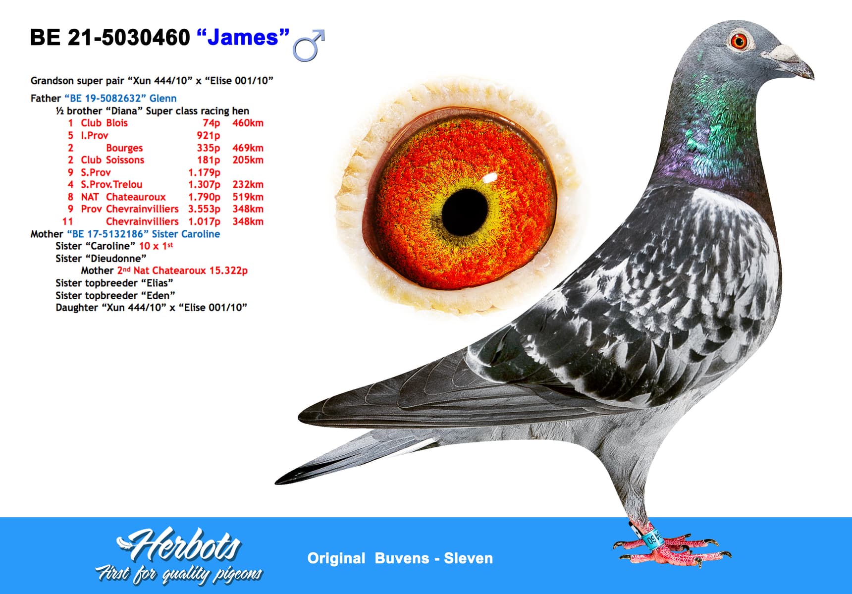 pigeon: undefined