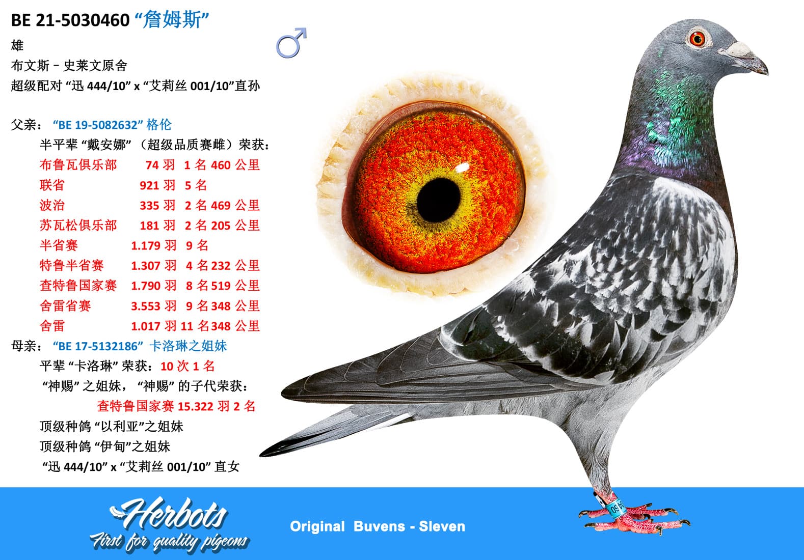 pigeon: undefined