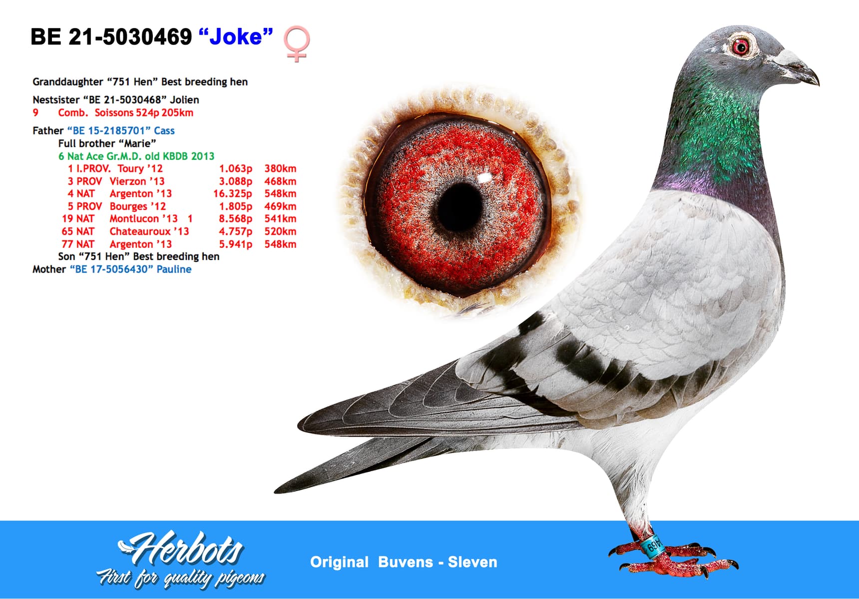 pigeon: undefined