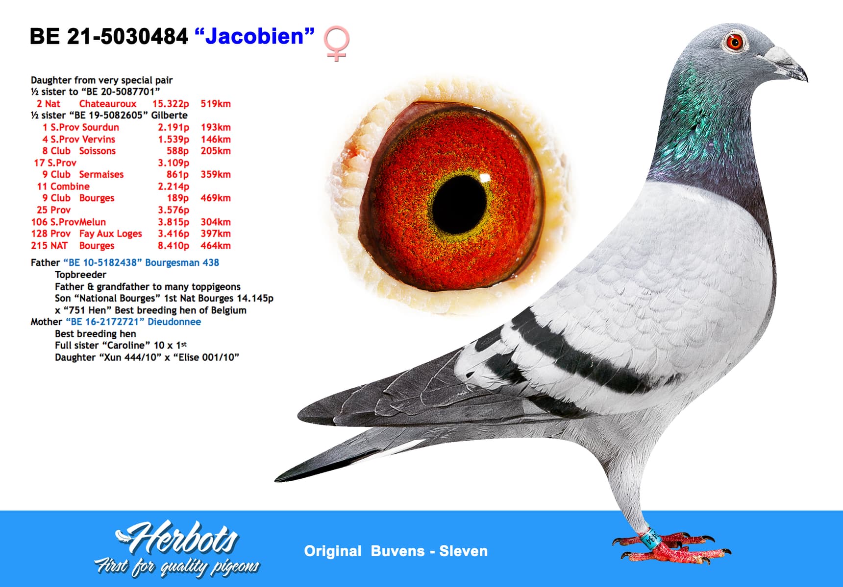 pigeon: “Jacobien”