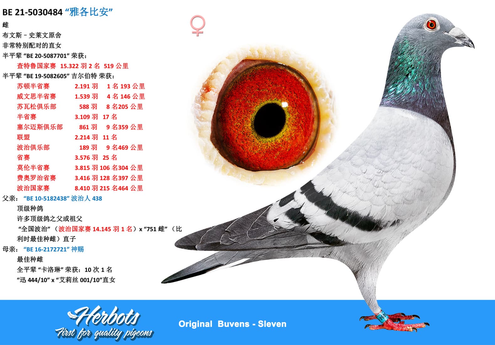 pigeon: undefined