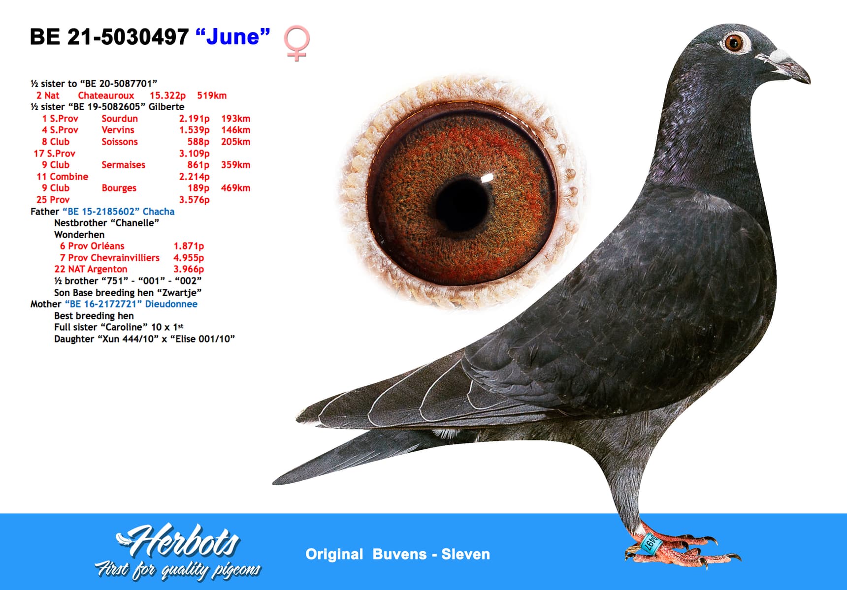 pigeon: undefined
