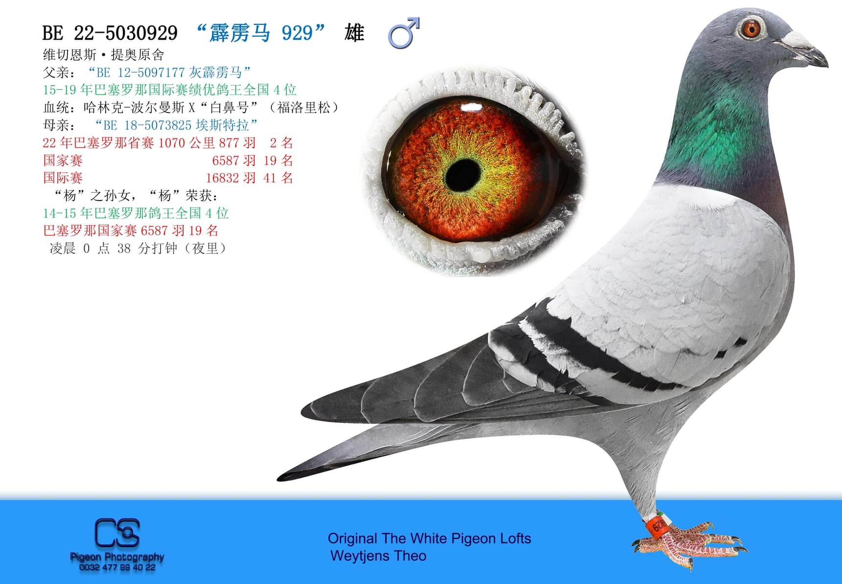 pigeon: undefined