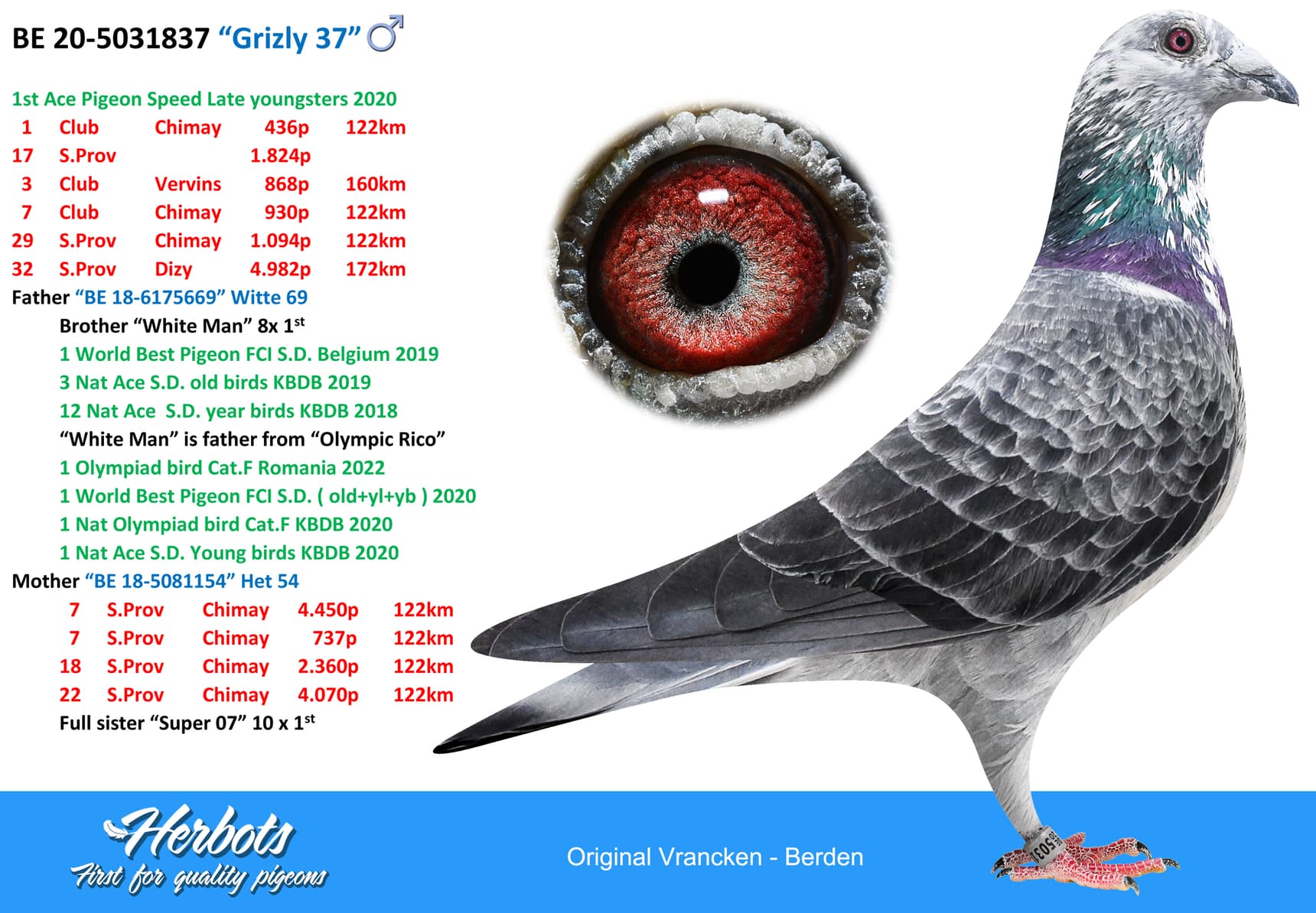 pigeon: “Grizly 37”