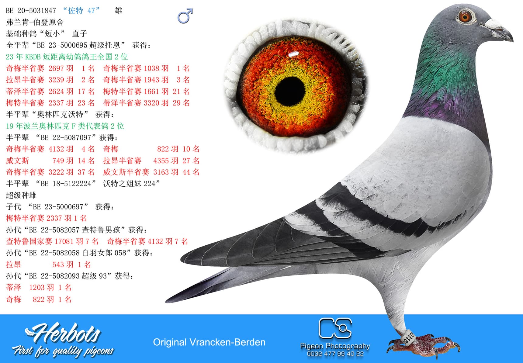 pigeon: undefined