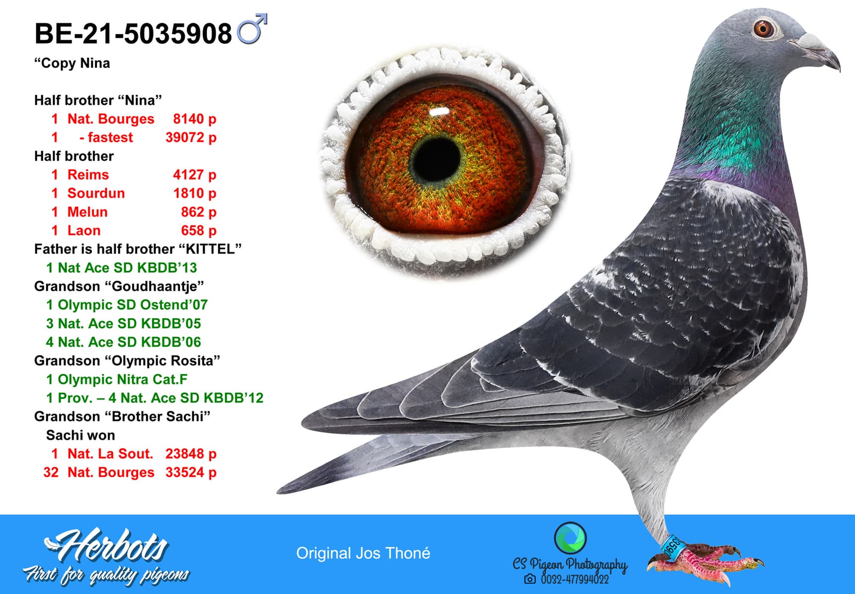 pigeon: undefined