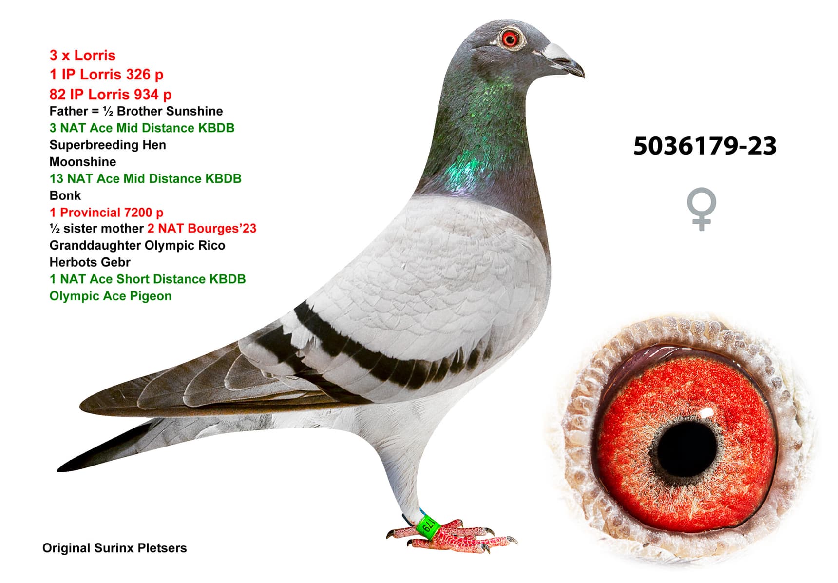 pigeon: undefined
