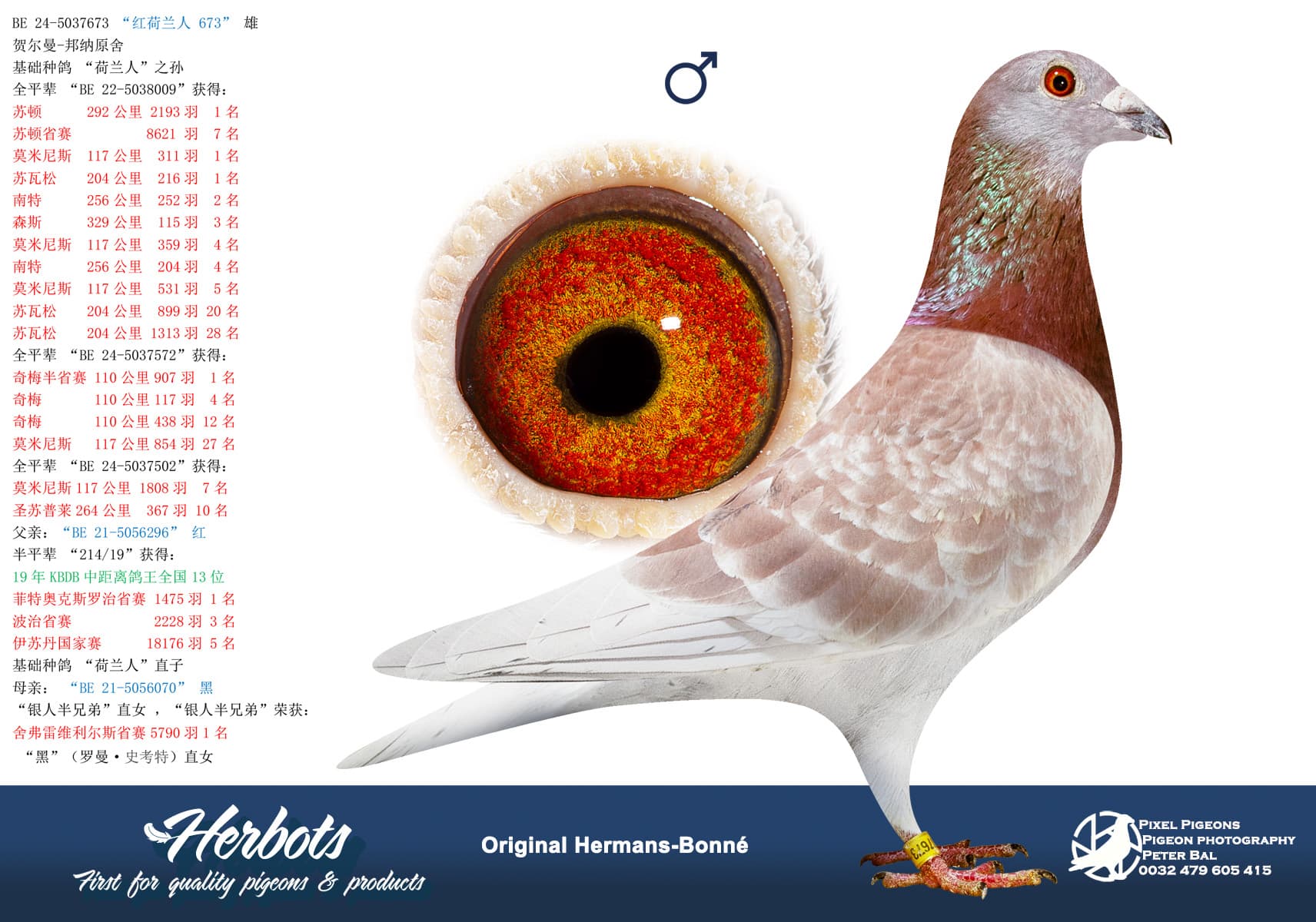 pigeon: “红荷兰人 673”