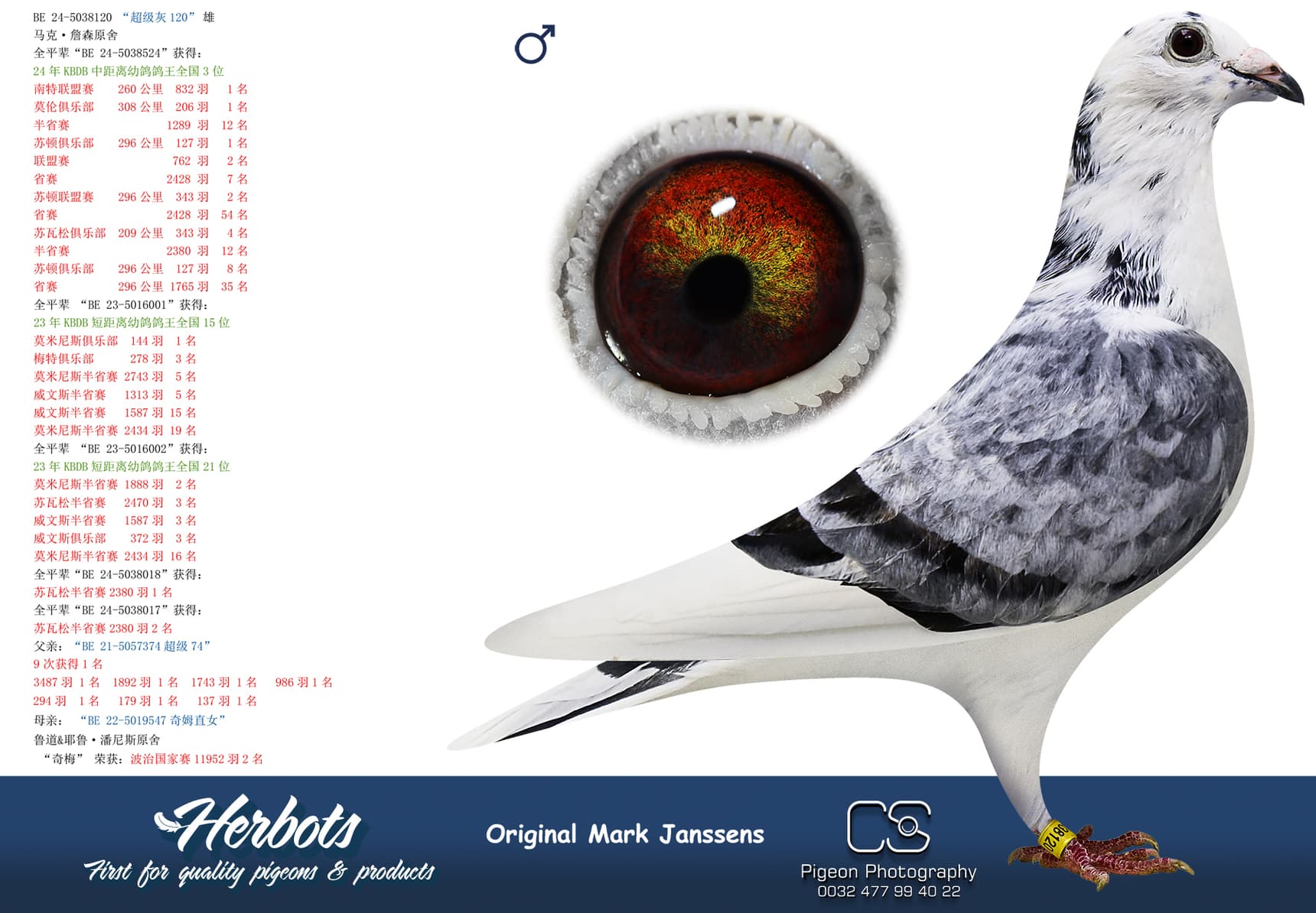 pigeon: “超级灰120”