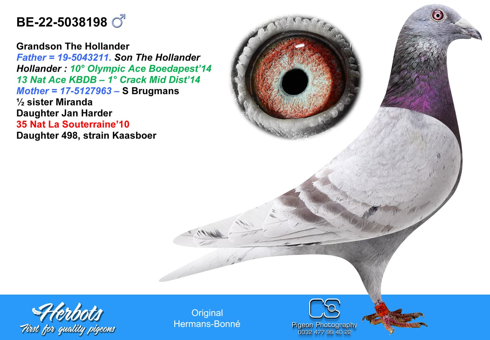 pigeon: undefined