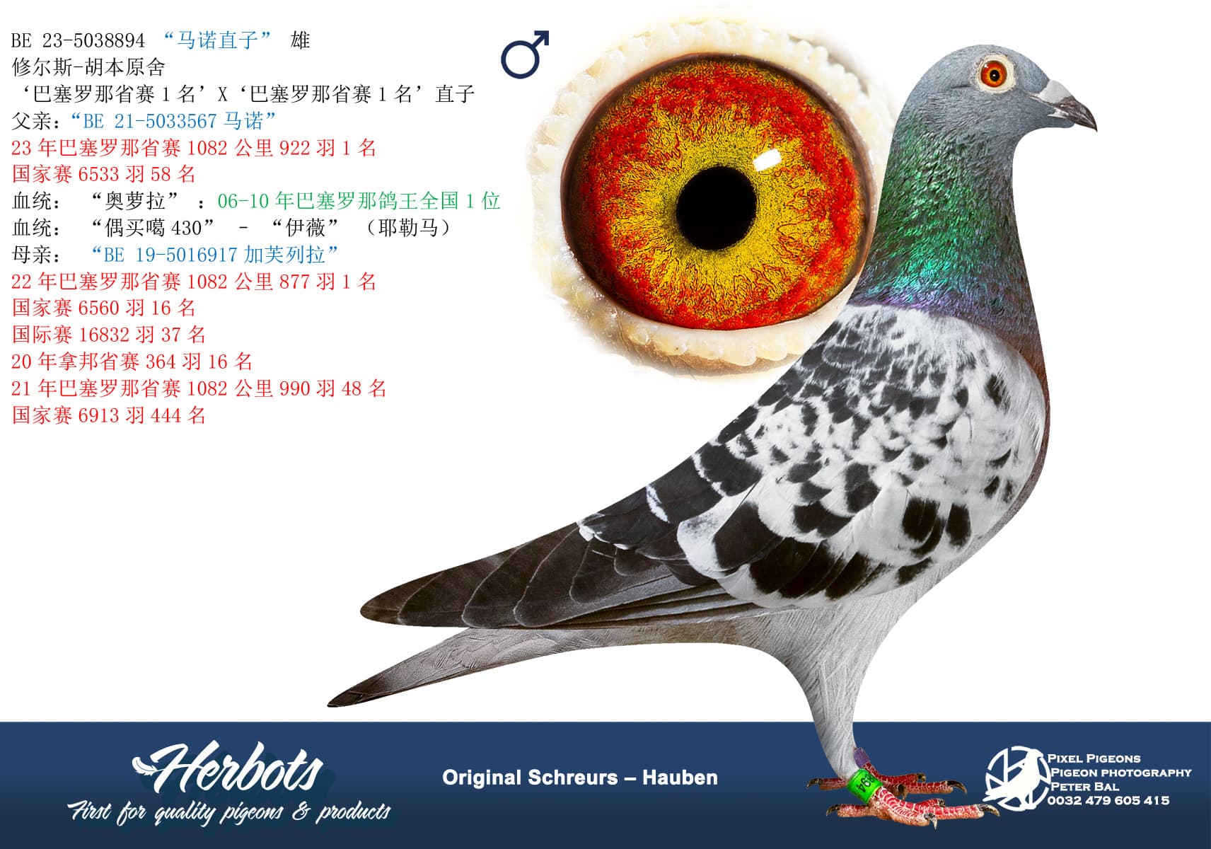 pigeon: “马诺直子”