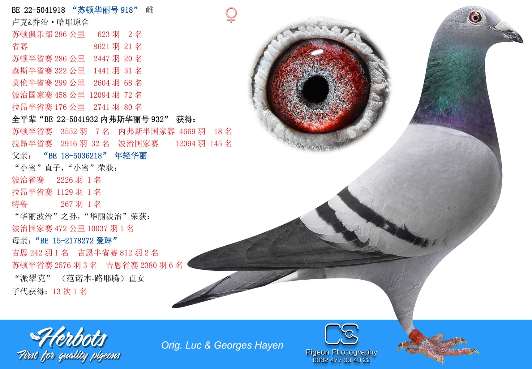 pigeon: undefined