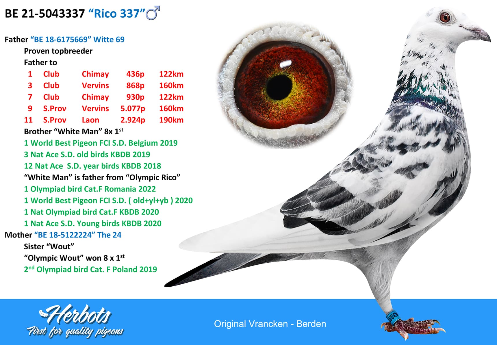 pigeon: “Rico 337”