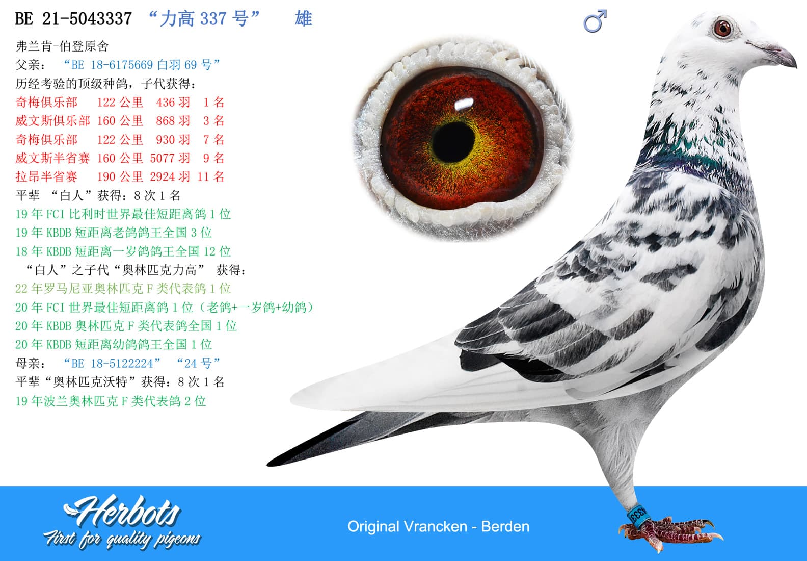 pigeon: undefined