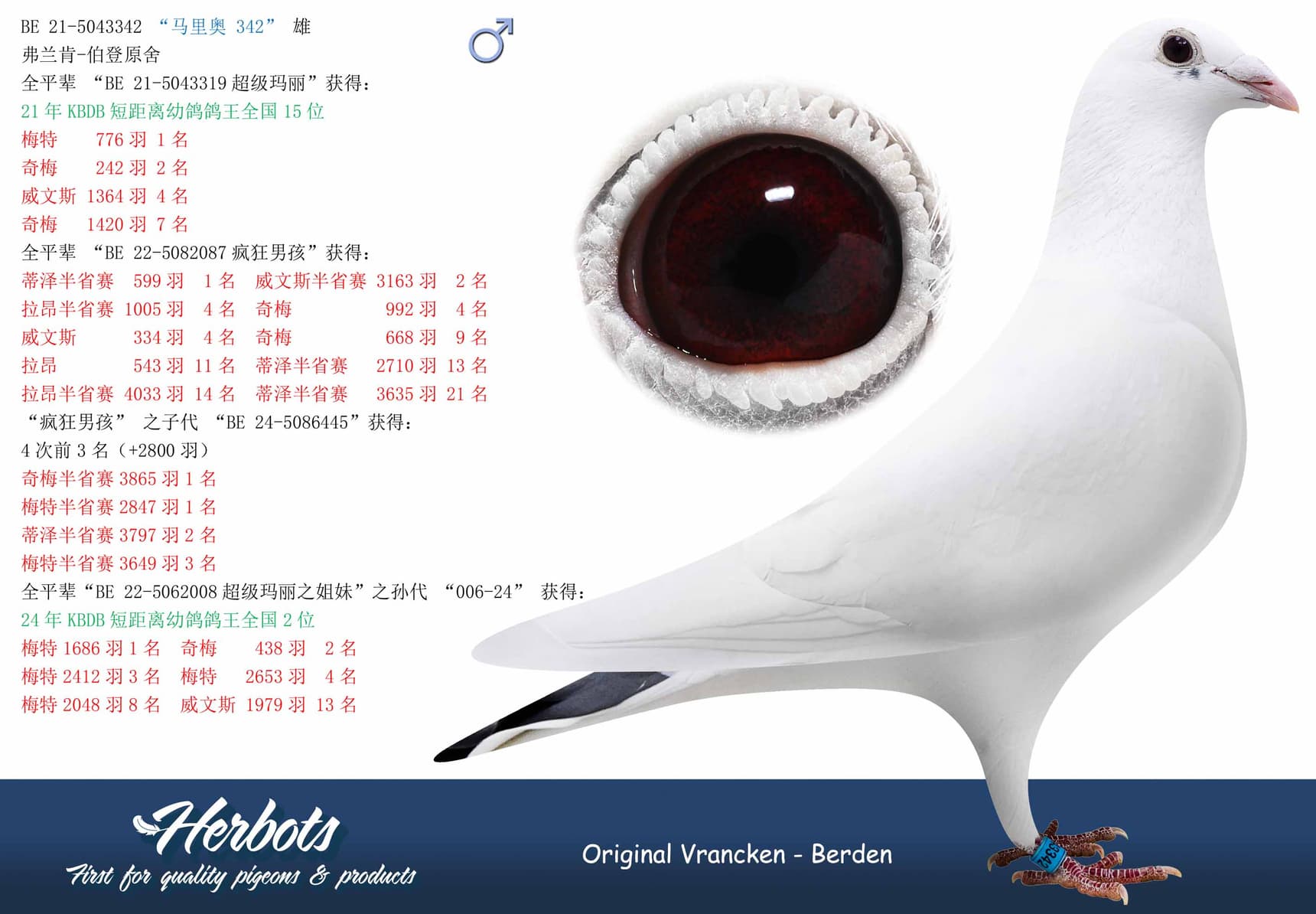 pigeon: “马里奥342号”