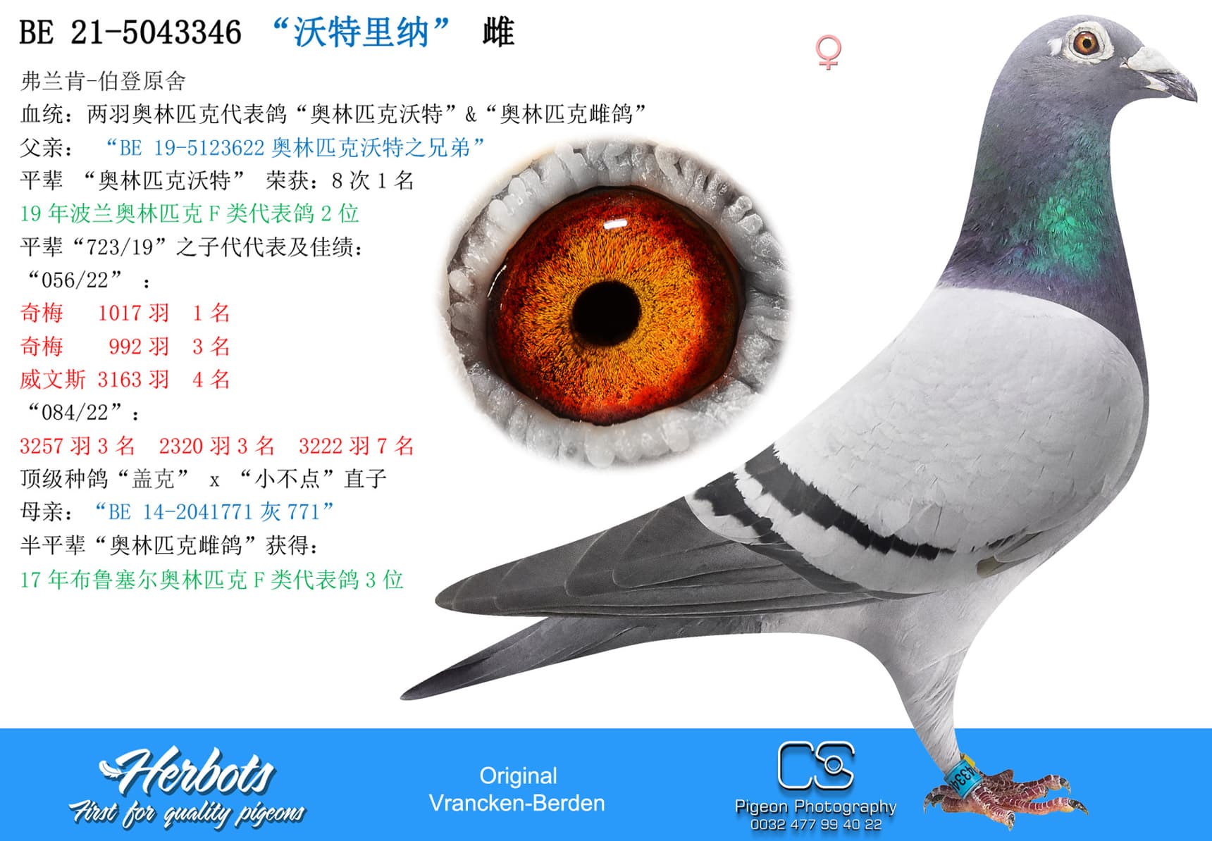 pigeon: “沃特里纳”