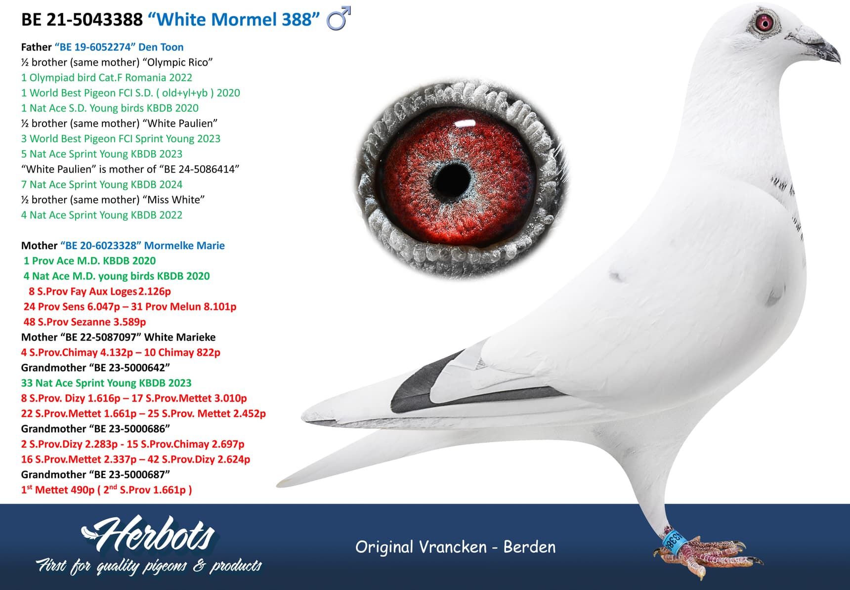 pigeon: “White Mormel 388”