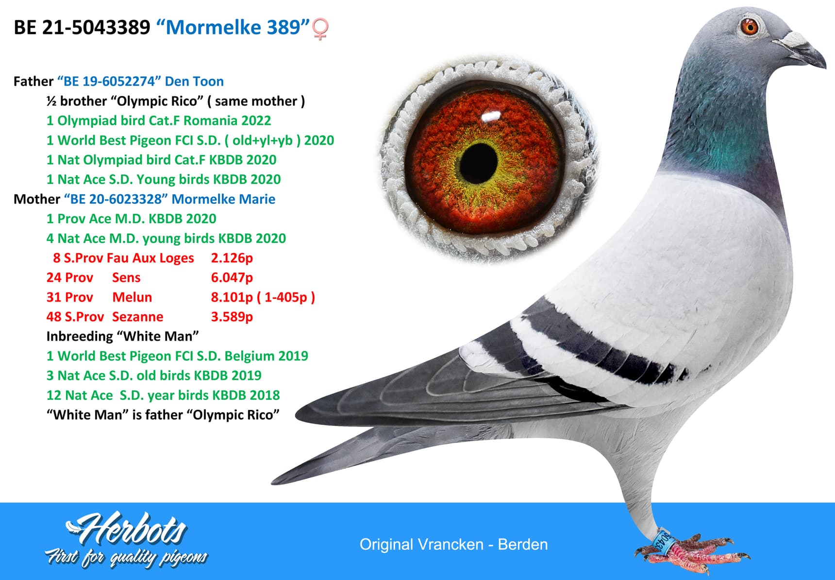 pigeon: “Mormelke 389”