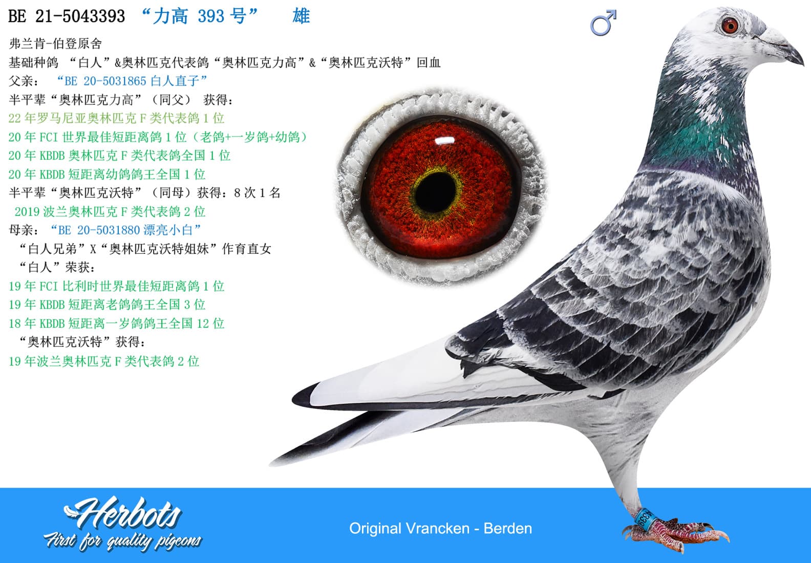 pigeon: undefined