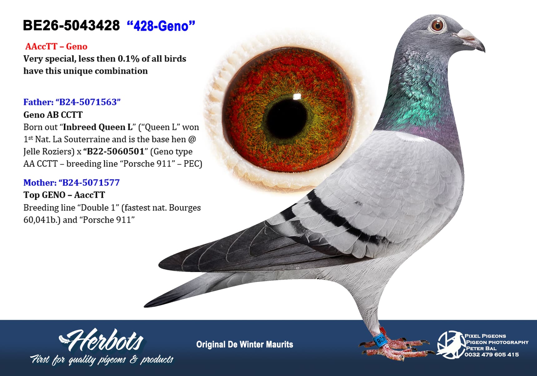 pigeon: undefined