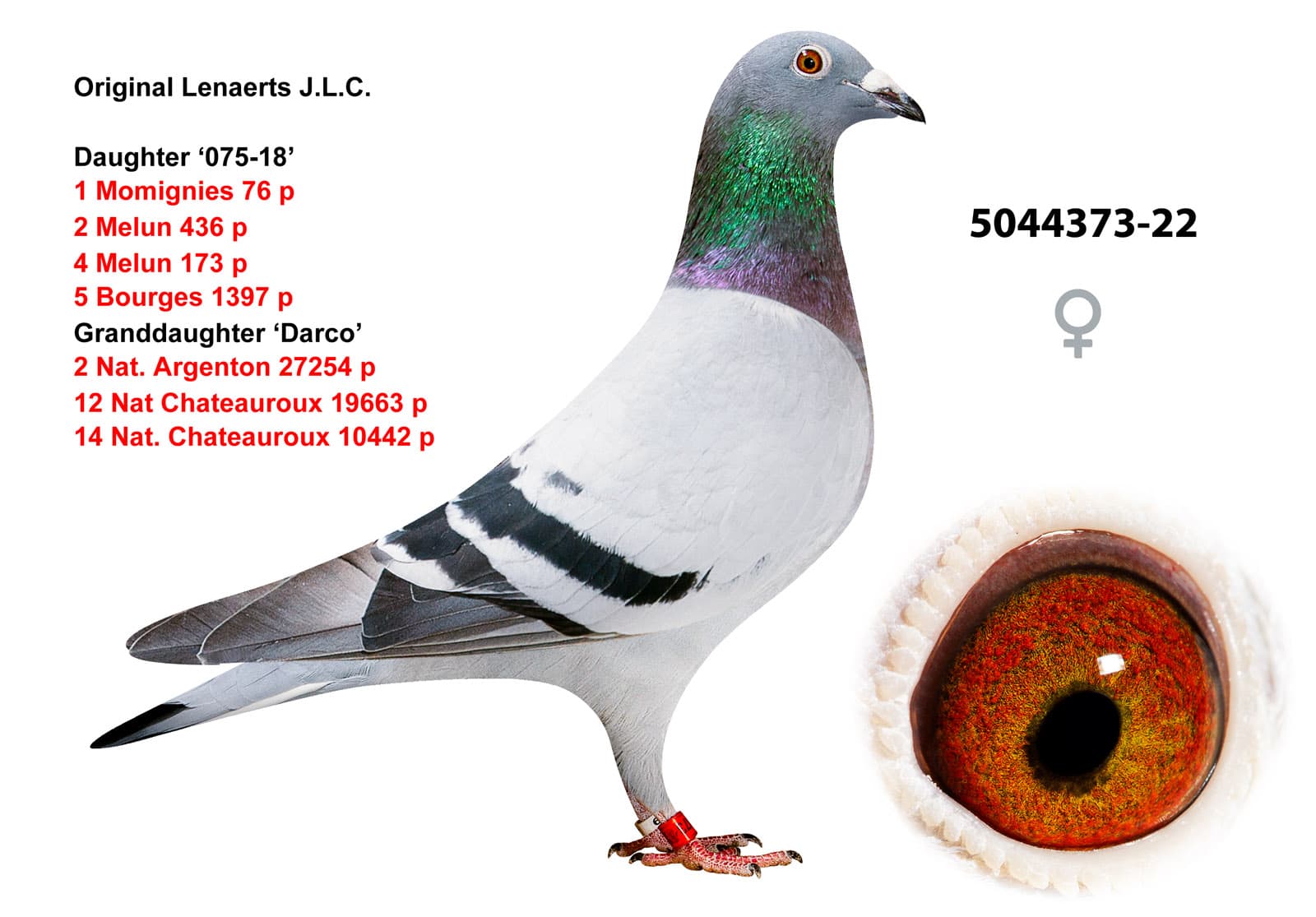 pigeon: undefined