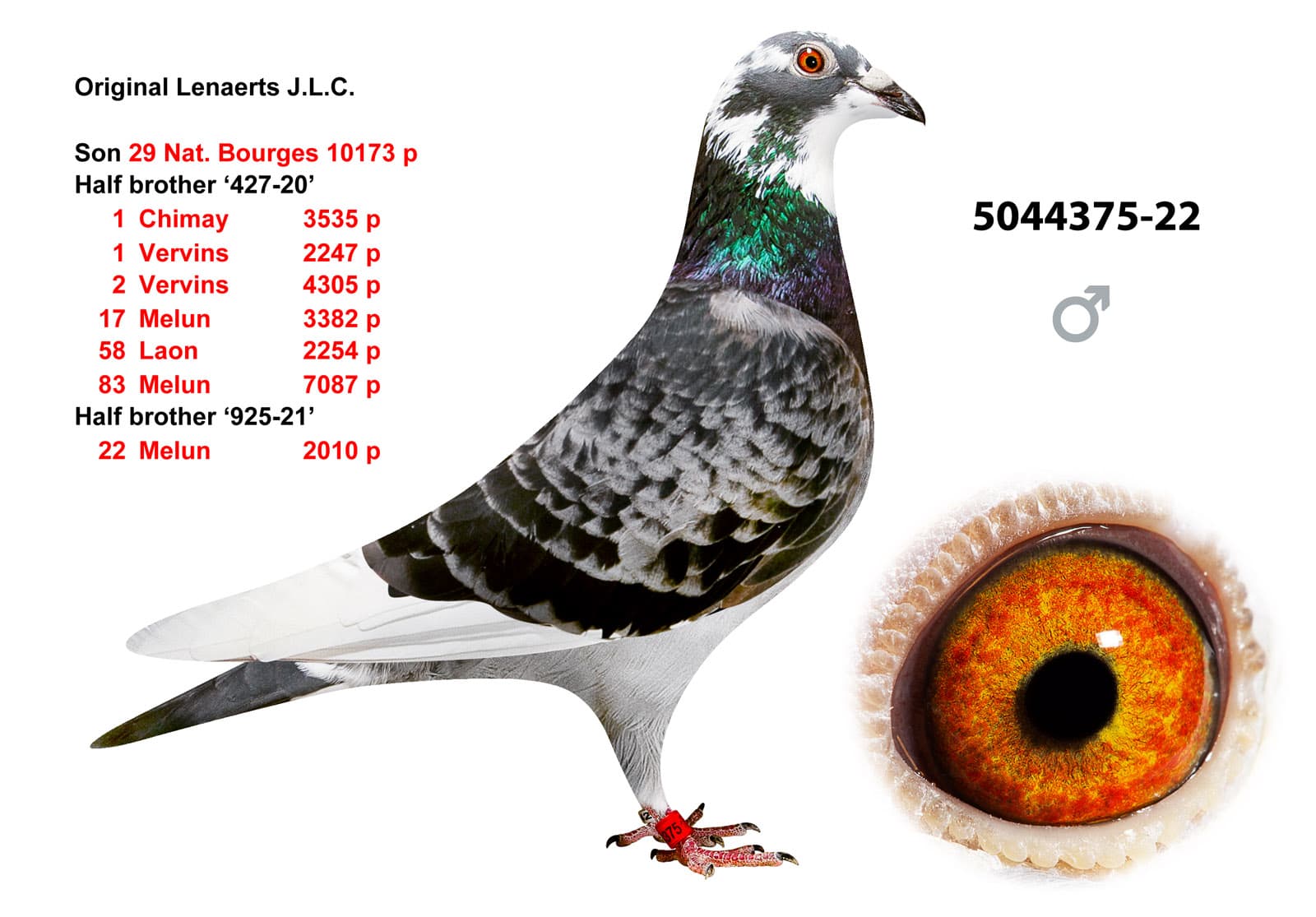 pigeon: undefined