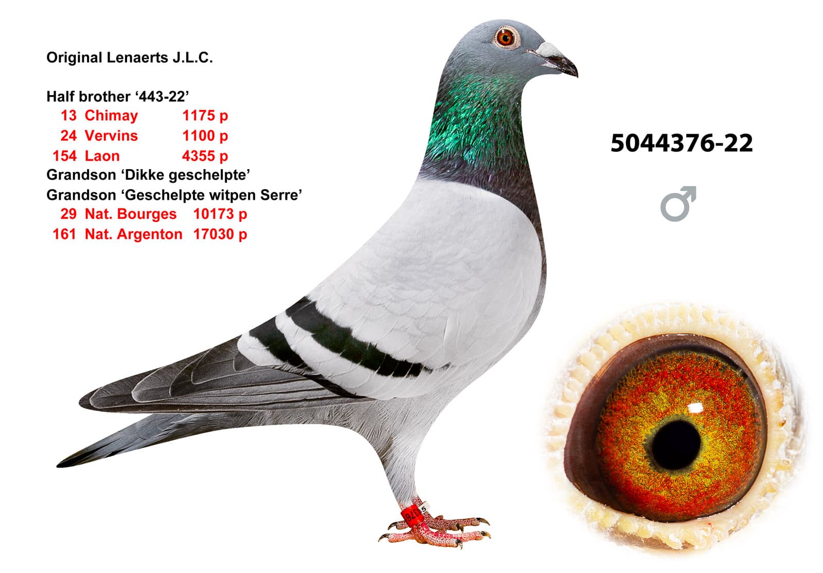 pigeon: undefined