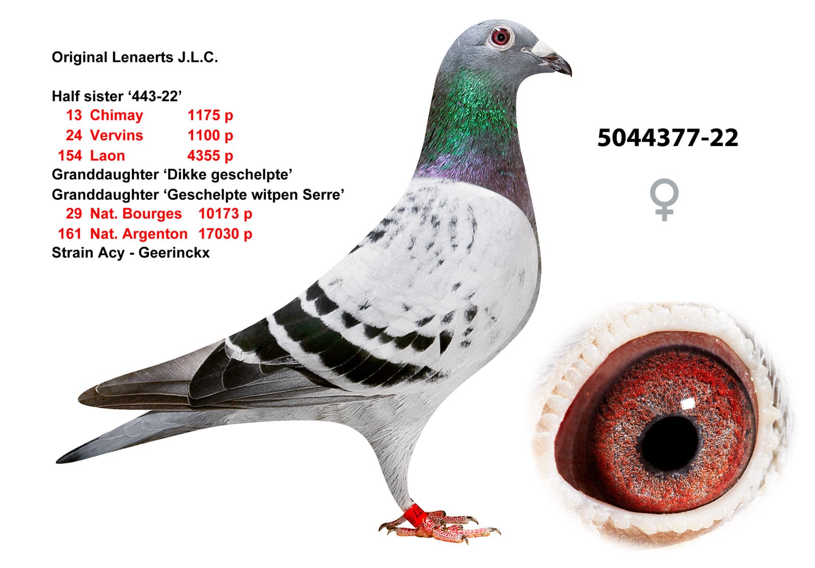 pigeon: undefined