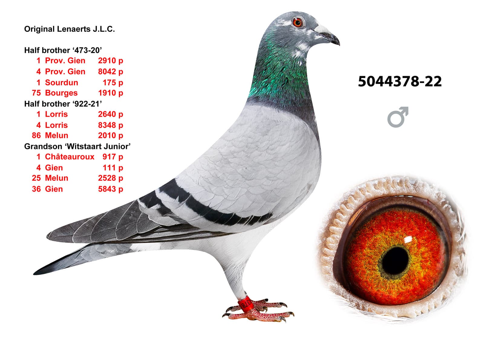 pigeon: undefined