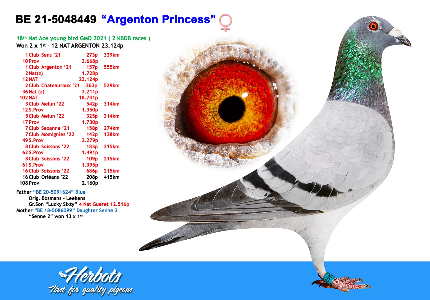 pigeon: undefined