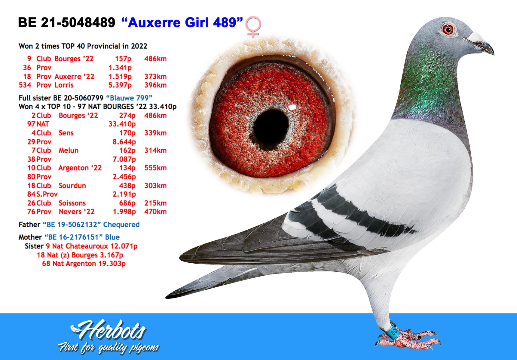 pigeon: “Auxerre Girl 489”