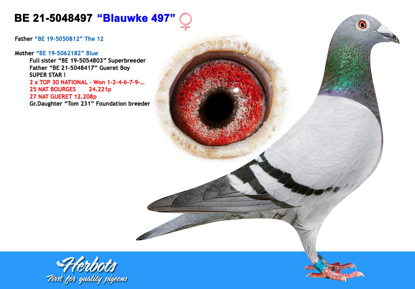 pigeon: undefined