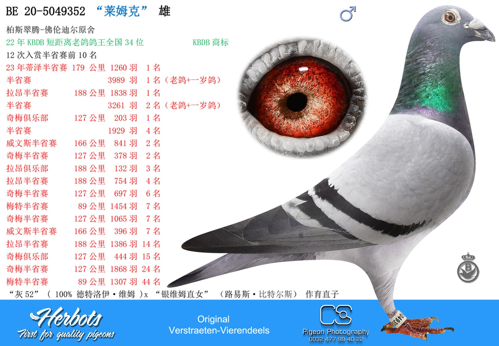 pigeon: undefined
