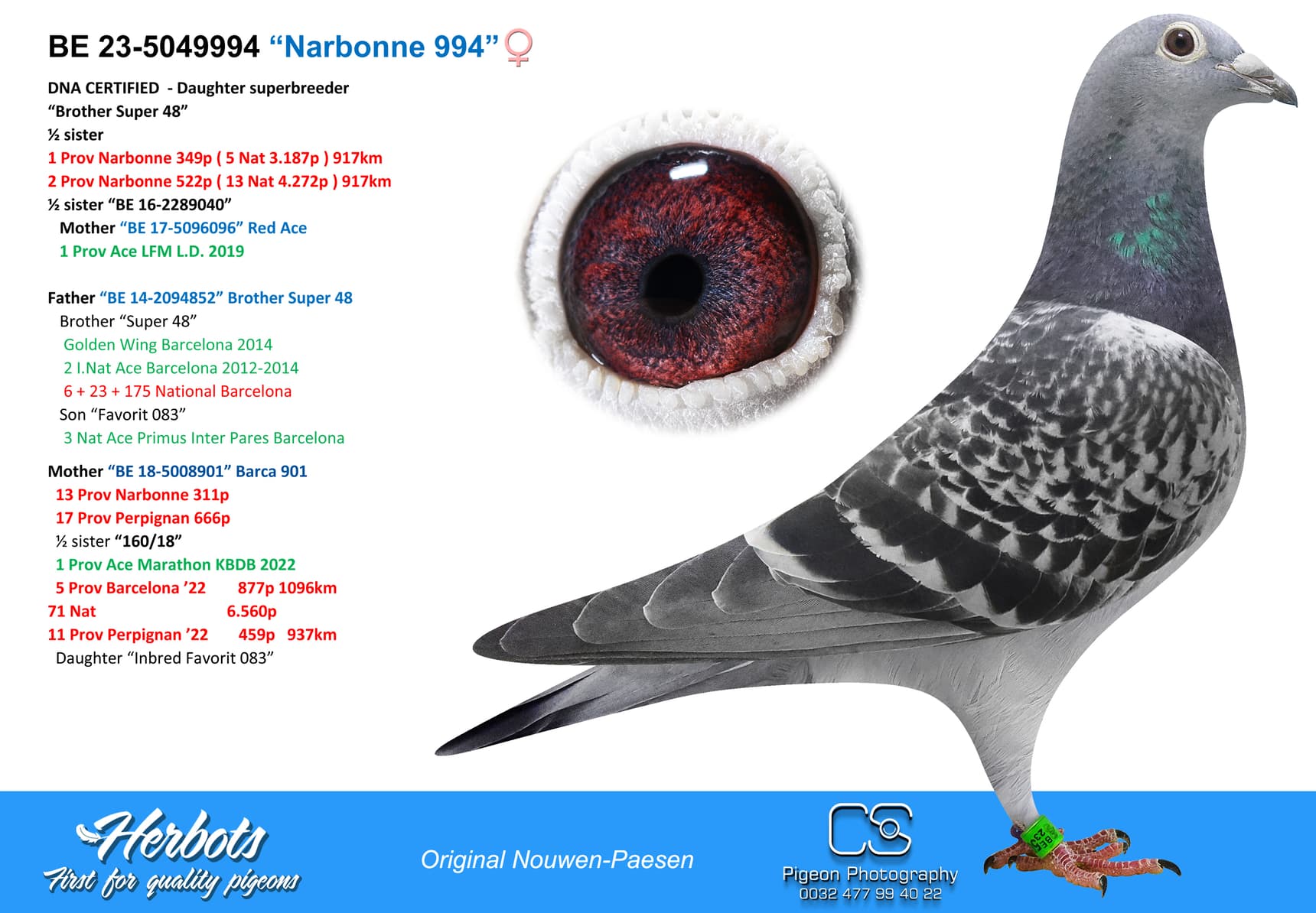 pigeon: “Narbonne 994”