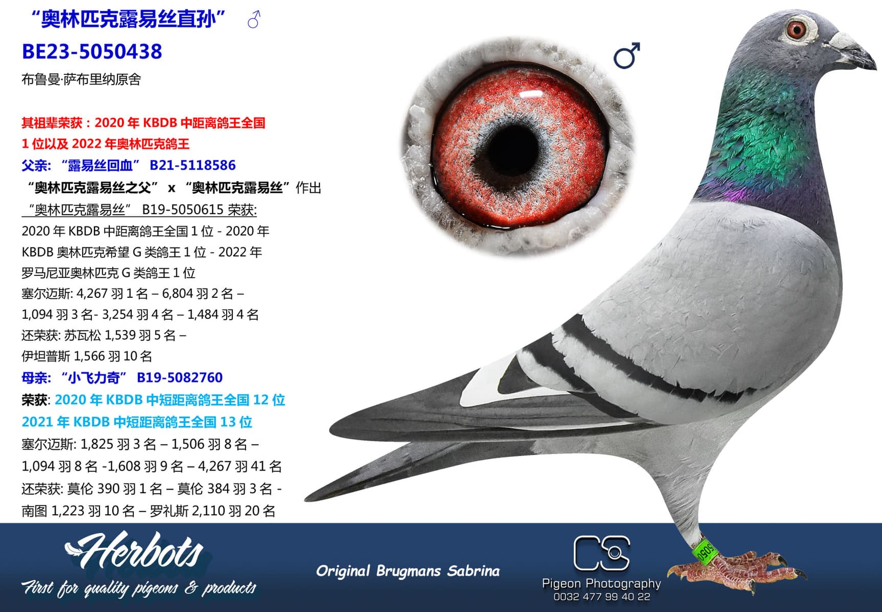 pigeon: undefined