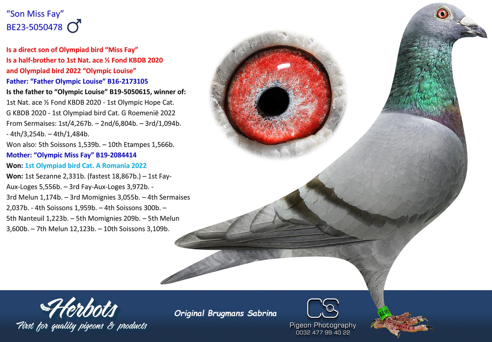 pigeon: undefined