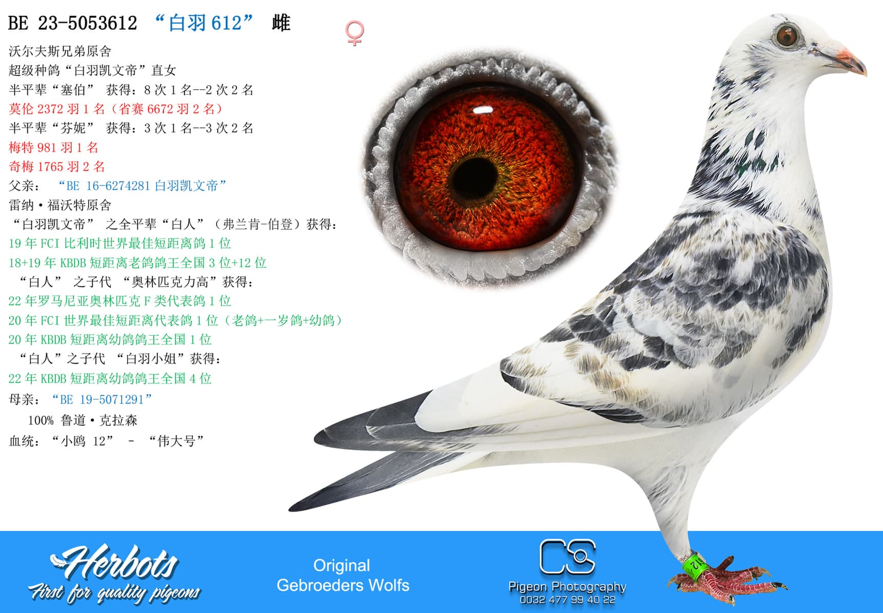 pigeon: “白羽612”