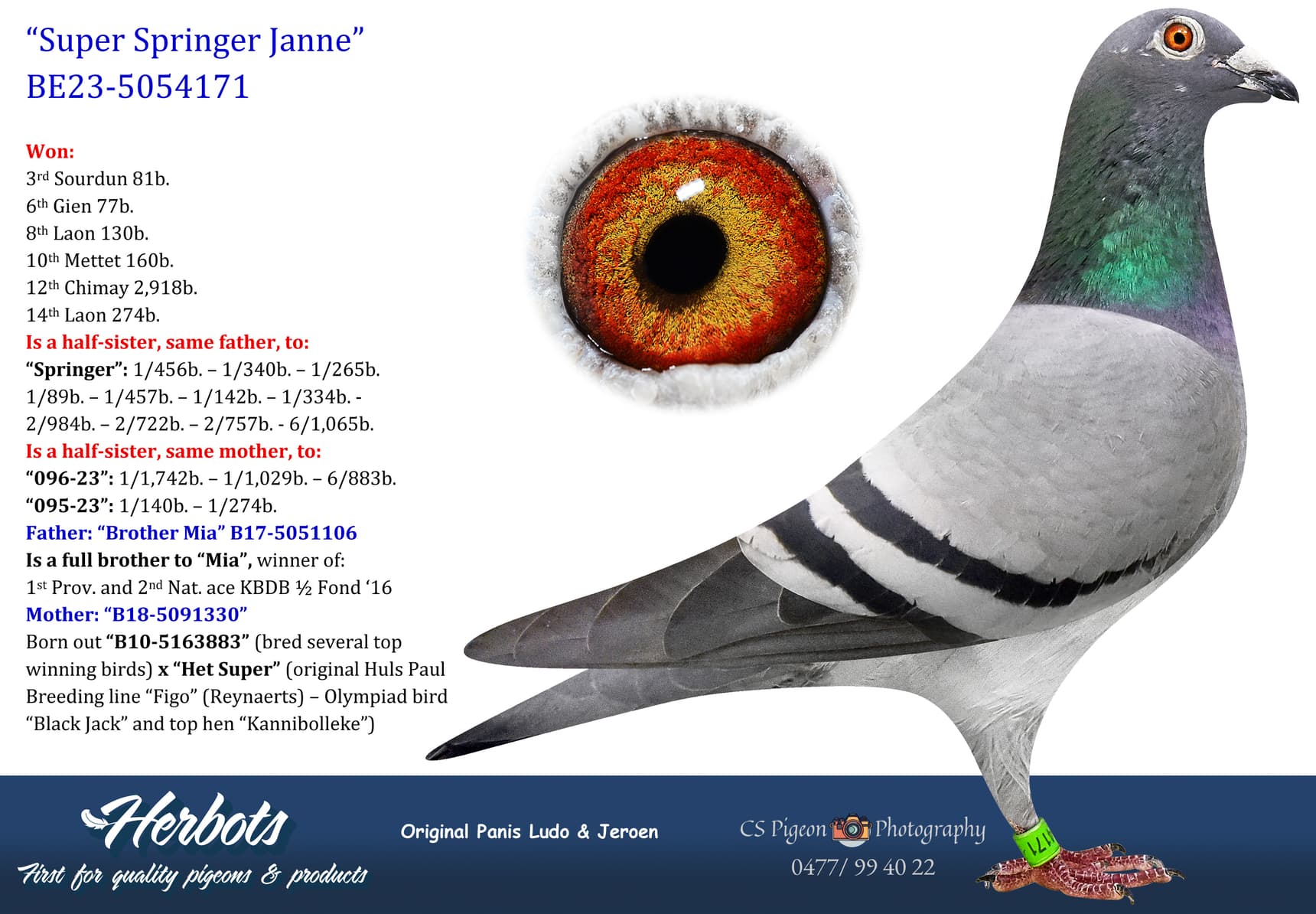 pigeon: undefined