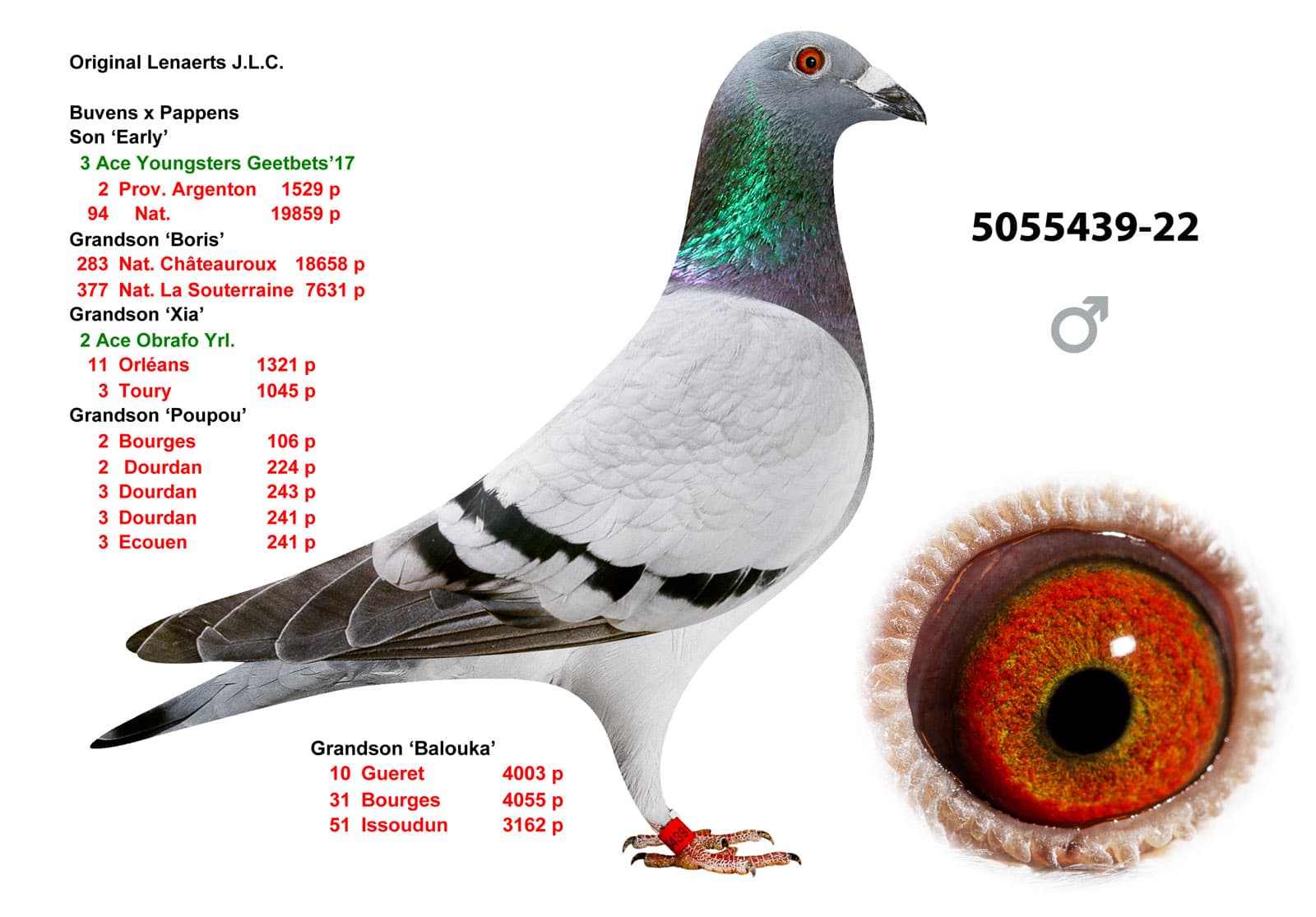 pigeon: undefined