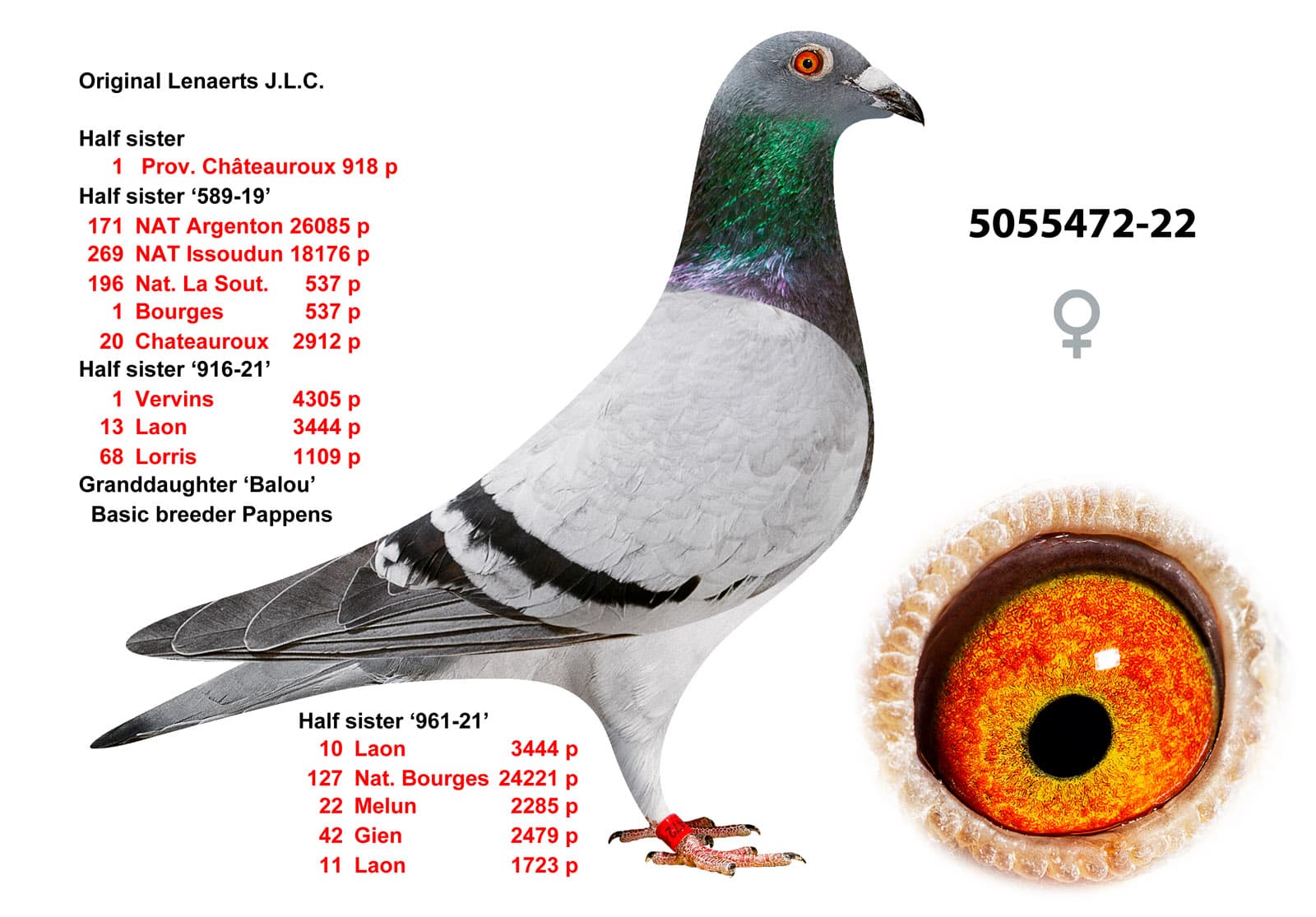 pigeon: undefined